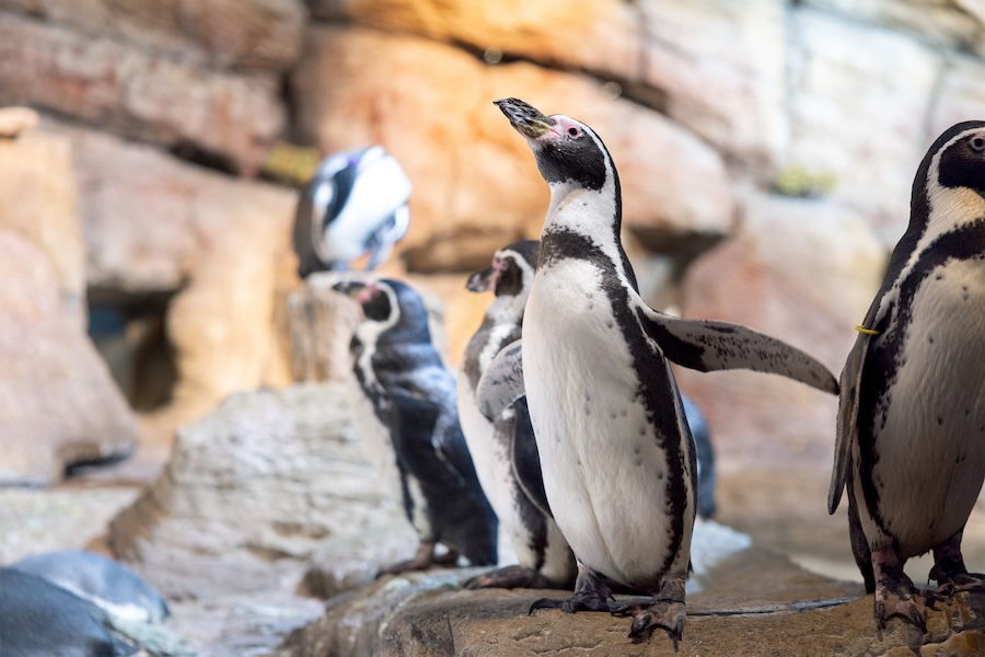 penguins at mote sea