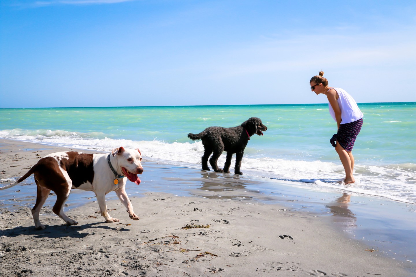 brohard dog beach in venice fl