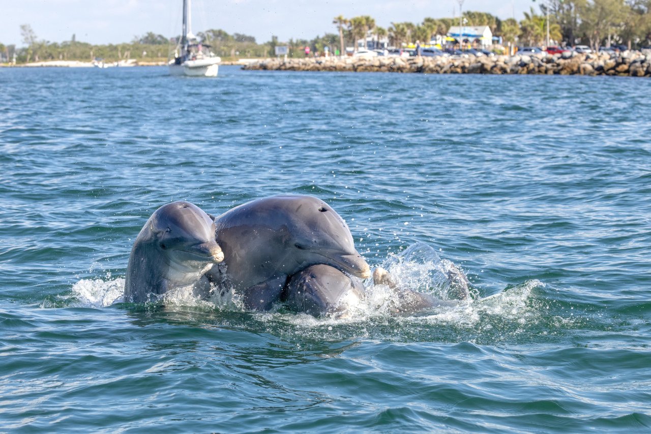 venice jetty dolphins