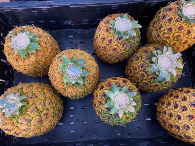 pineapples at the newtown market