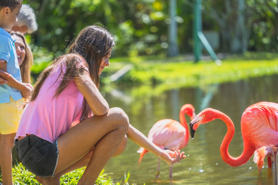 girl feeding flamingo at jungle gardens
