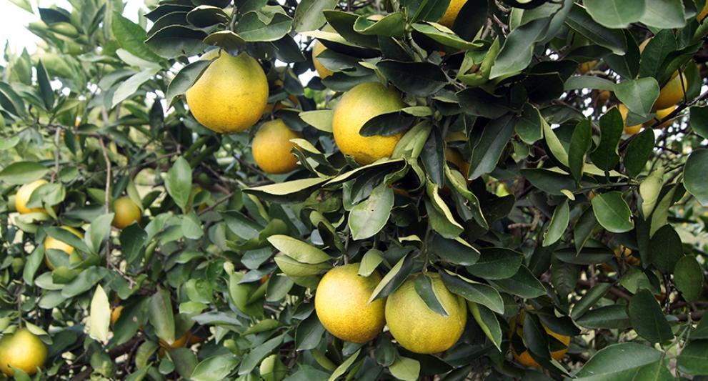 nokomis citrus grove