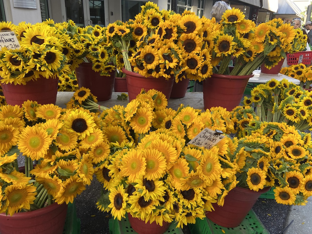 sunflowers sarasota farmers market