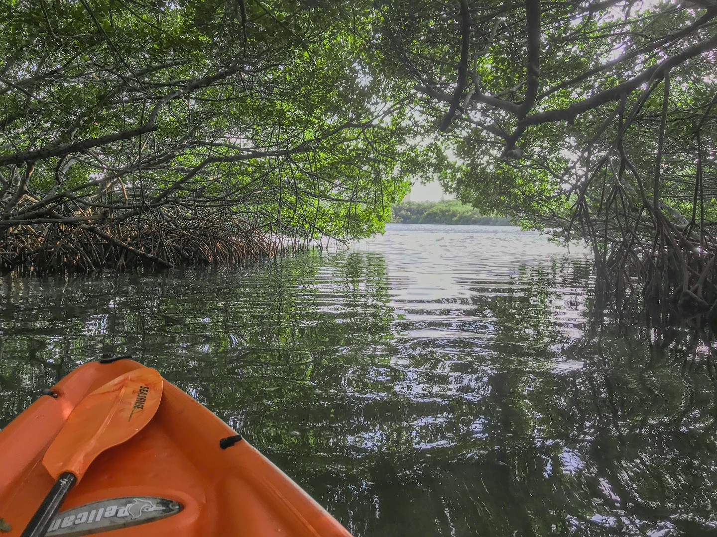 lido mangrove tunnels