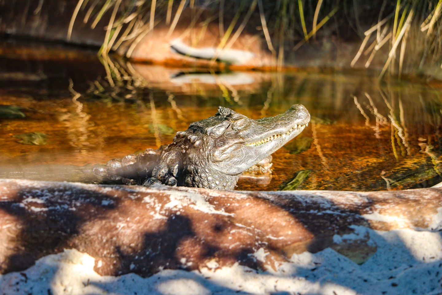 alligators