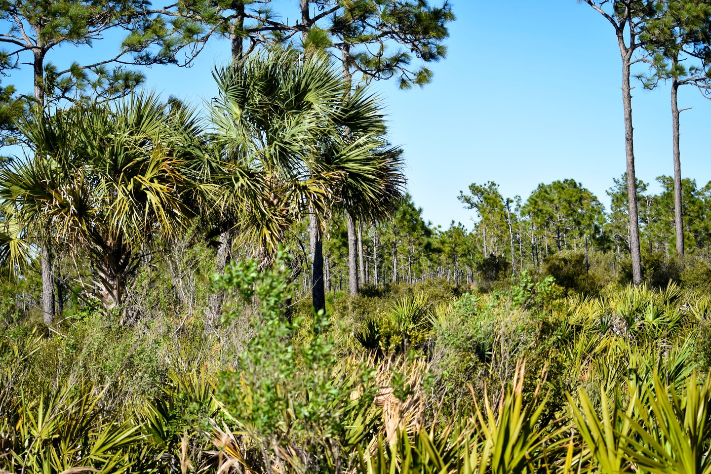 myakka state forest