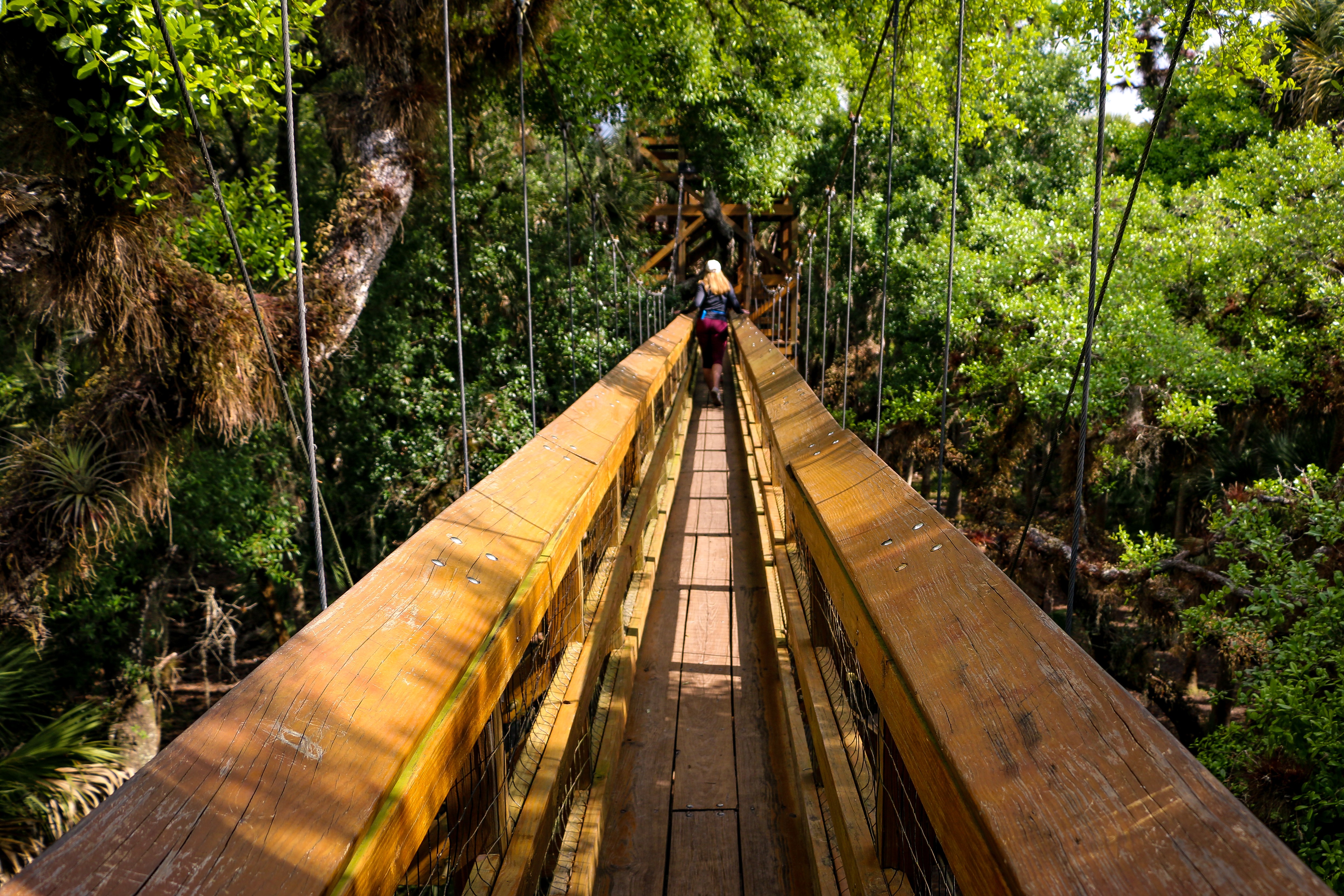 myakka canopy walkway