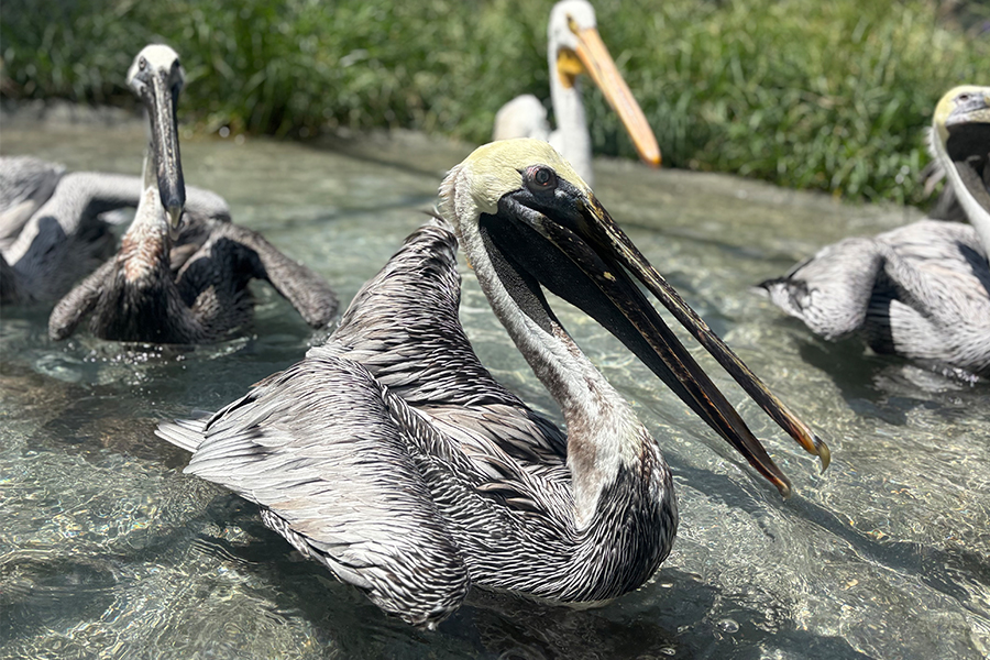 pelicans on lido key, florida