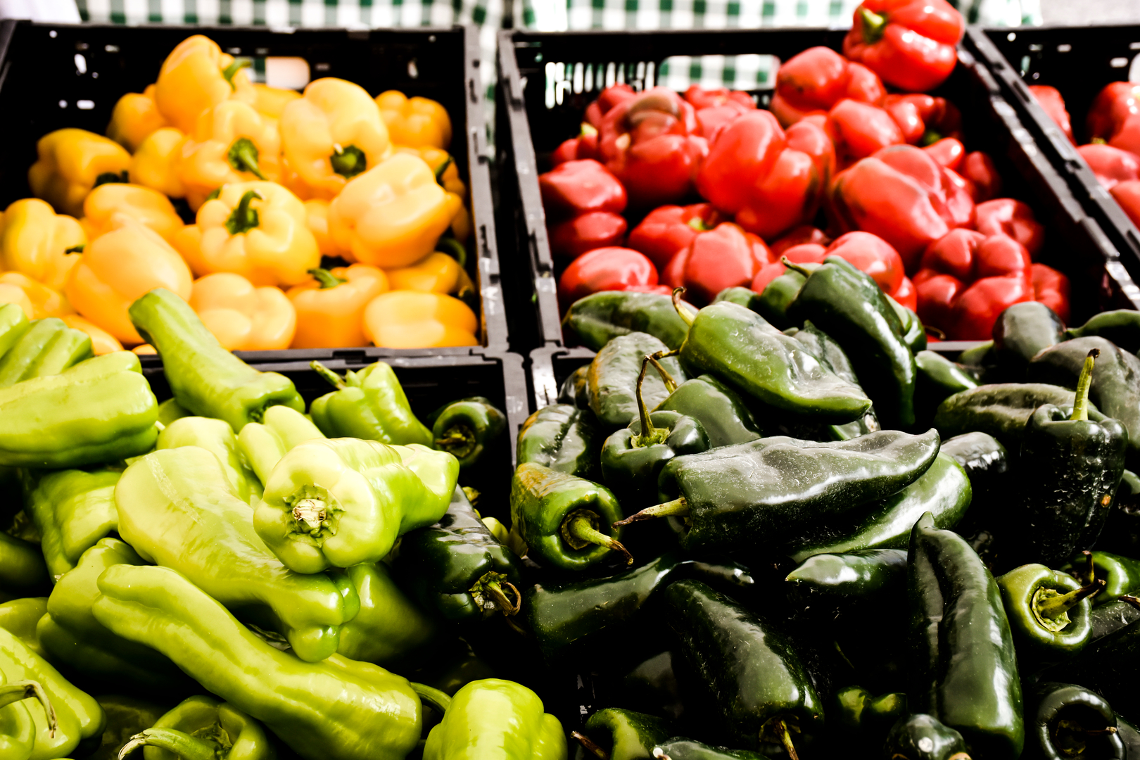 sarasota farmers market