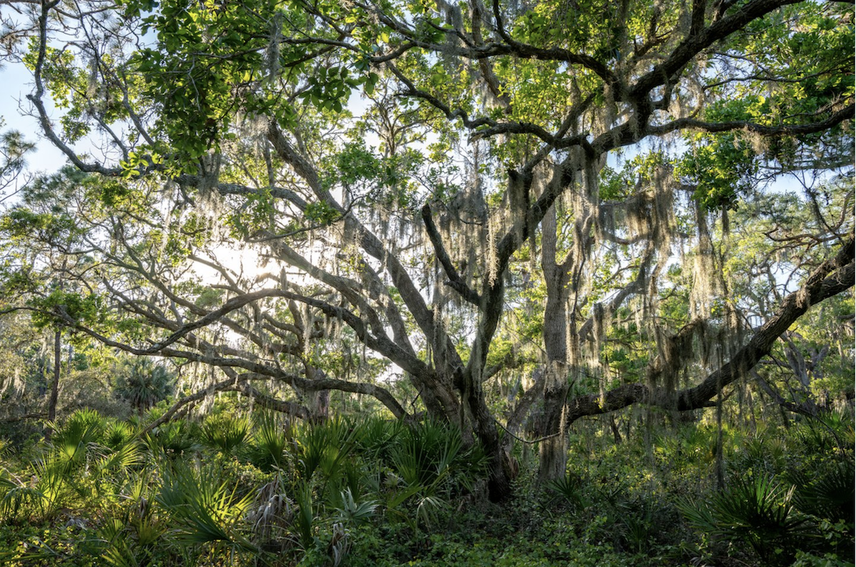oscar scherer tree in osprey