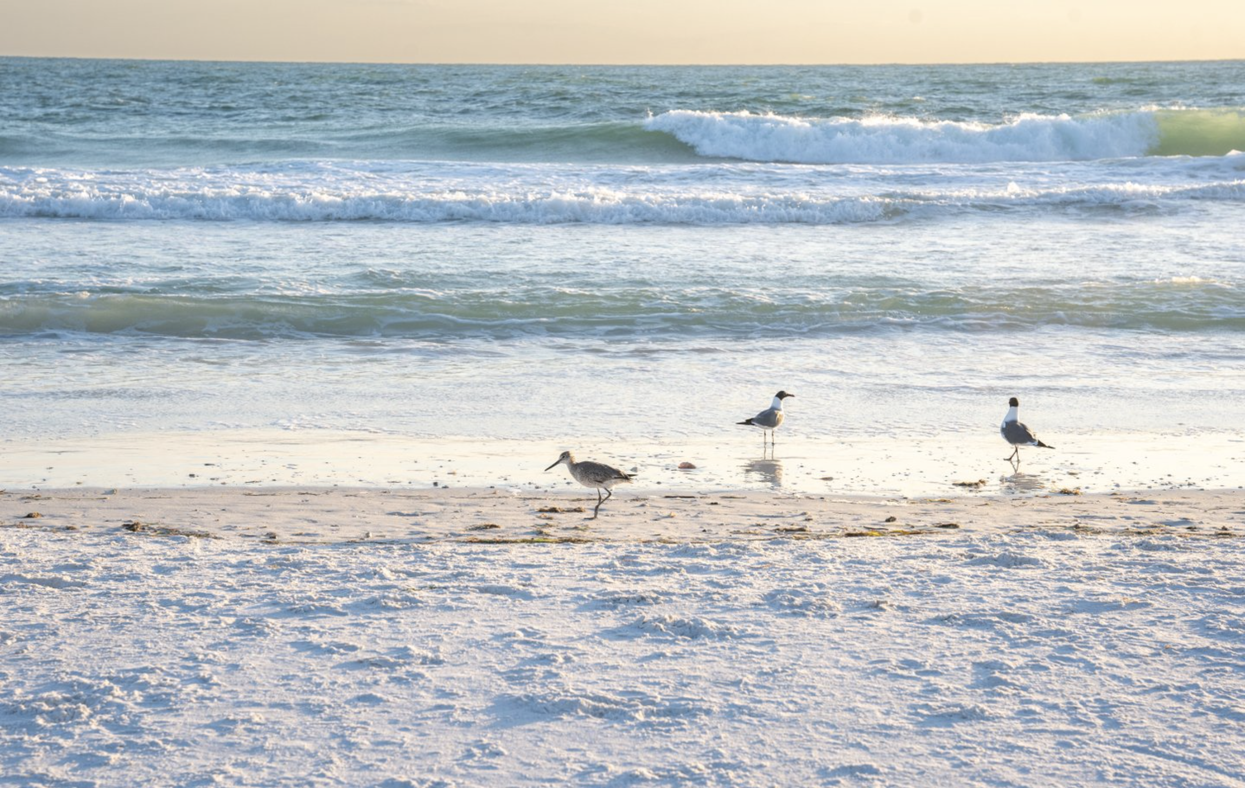 pigeons on siesta beach at sunset