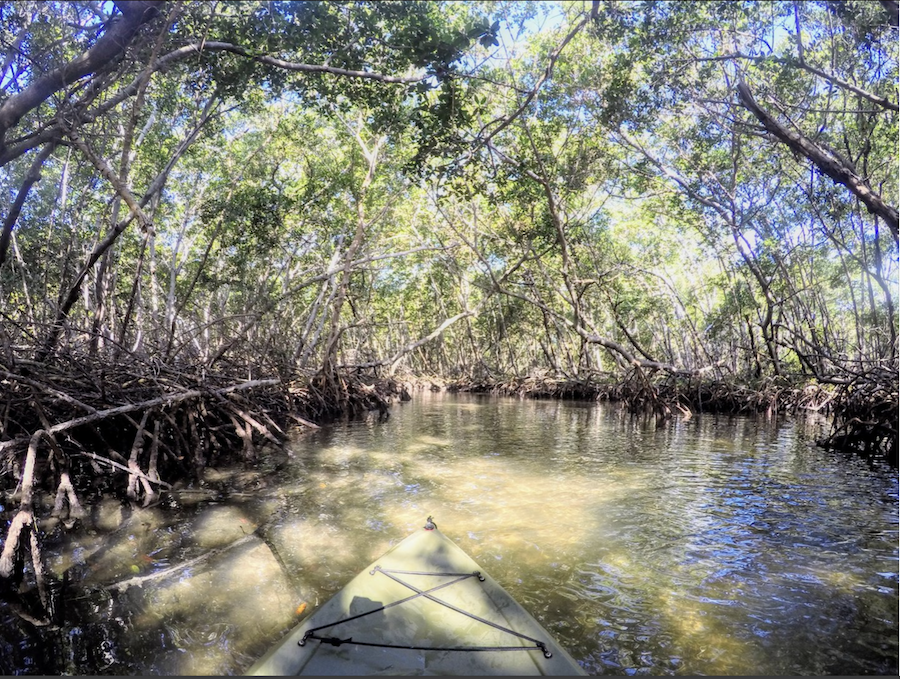 lido mangrove tunnels