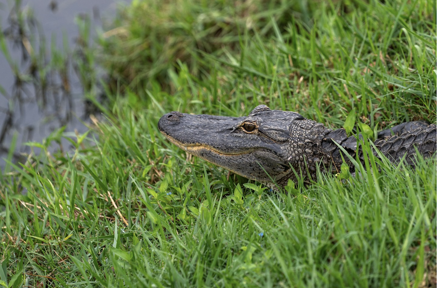 sarasota florida alligator