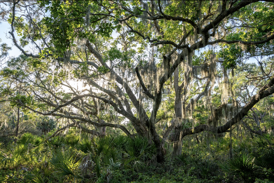 oscar scherer park trees