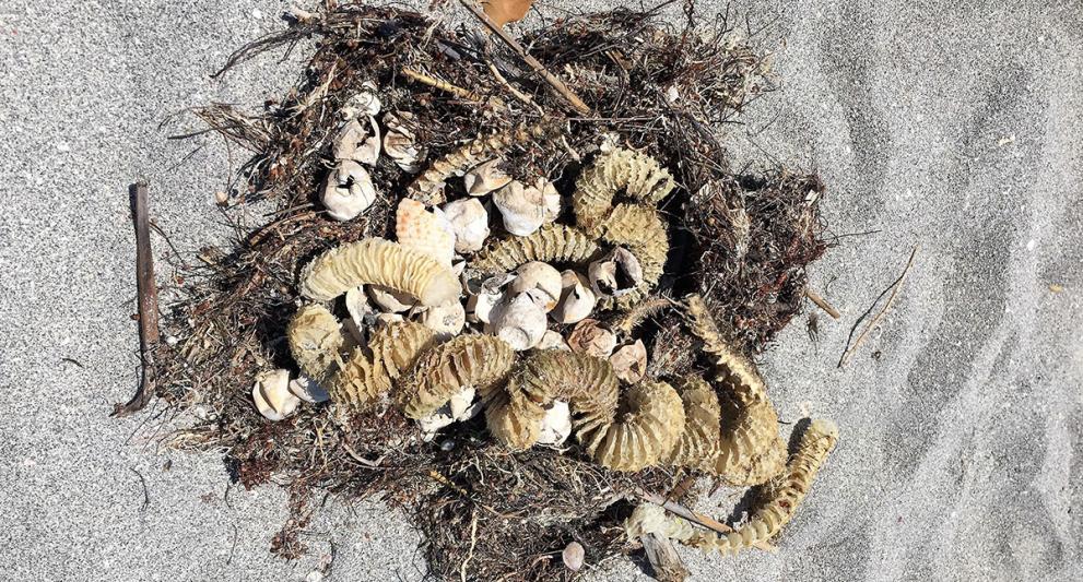 sea turtle hatchling nest in sarasota