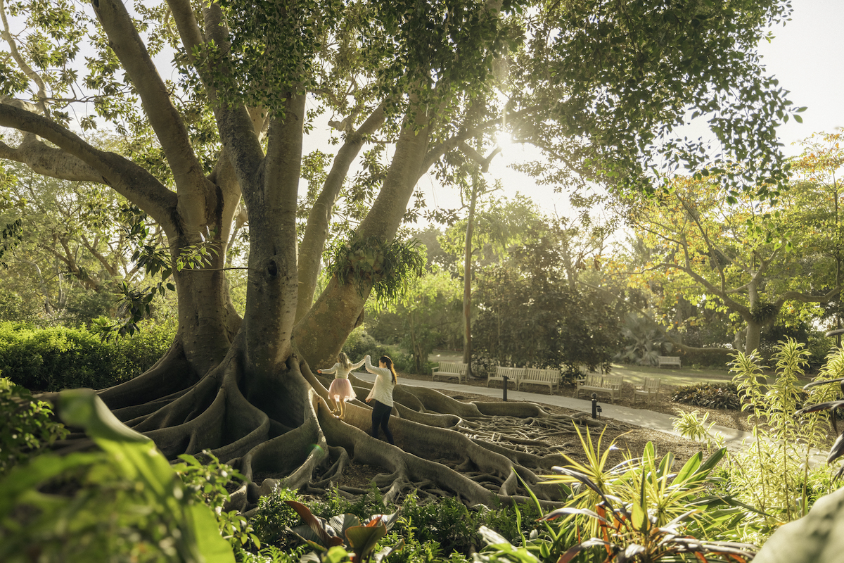 selby gardens banyan tree