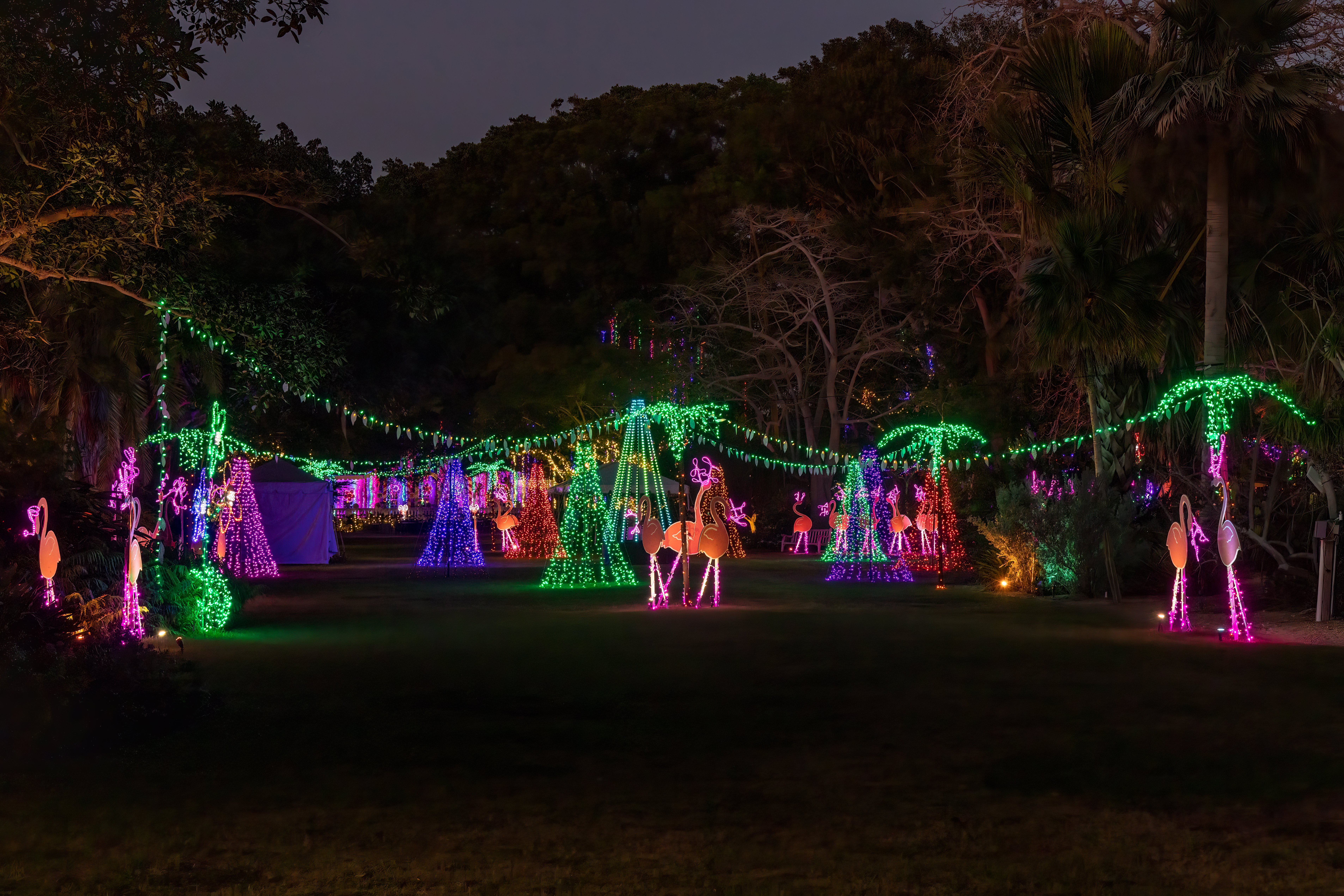 lights in bloom selby gardens