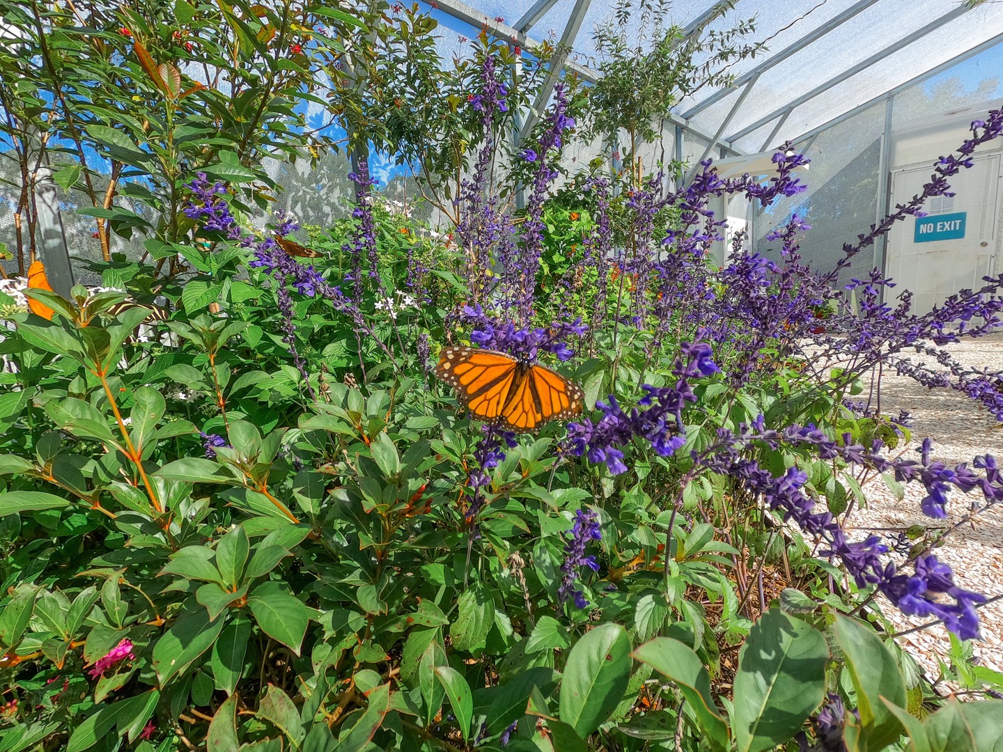 butterfly house selby gardens