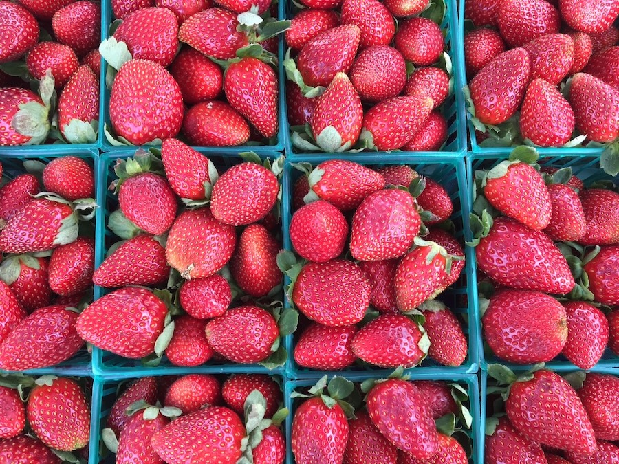 florida plant city strawberries