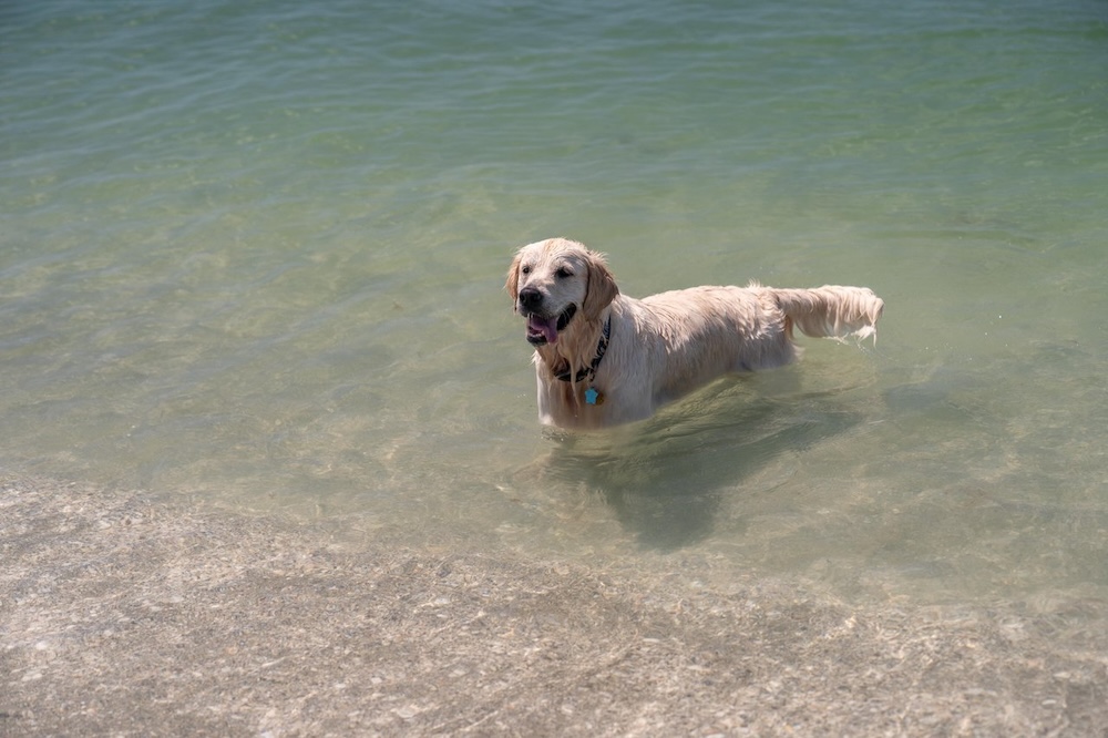 dog in gulf at venice beach
