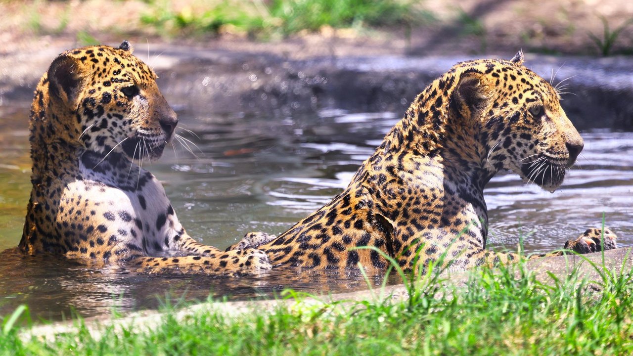 leopards at big cat in sarasota fl