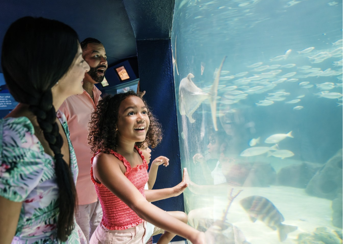 children looking at fish at mote marine aquarium