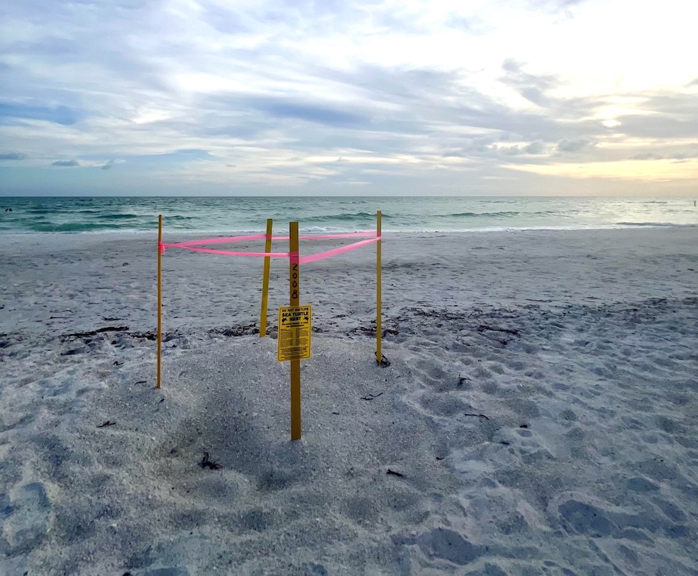 sea turtle nesting in sarasota fl