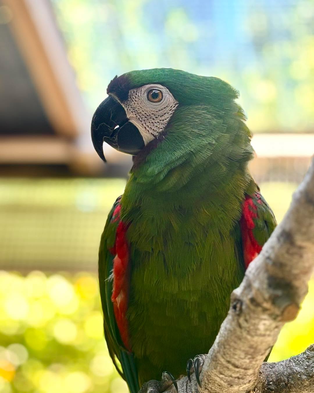 save our seabirds parrot in lido key fl