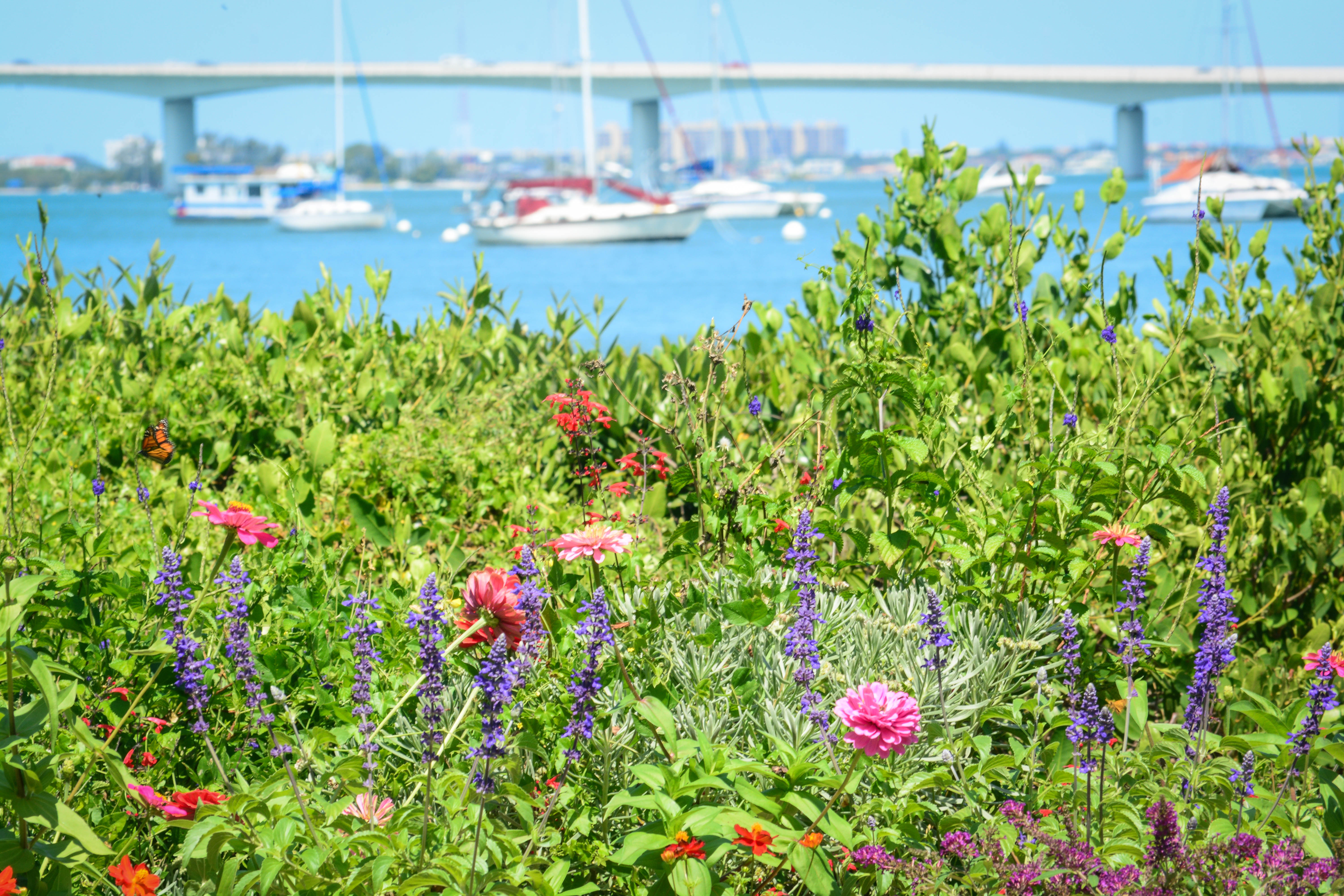View of Sarasota Bay from Selby Gardens