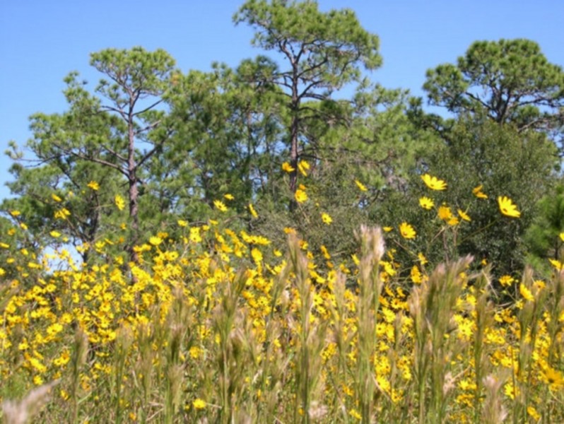 Urfer Family Park Visit Sarasota County