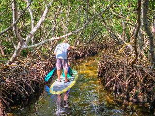 Sandburg-Mangrove-Tunnels-(3)__2017Opt.jpg Sandburg-Mangrove-Tunnels-(3)__2017Opt.jpg