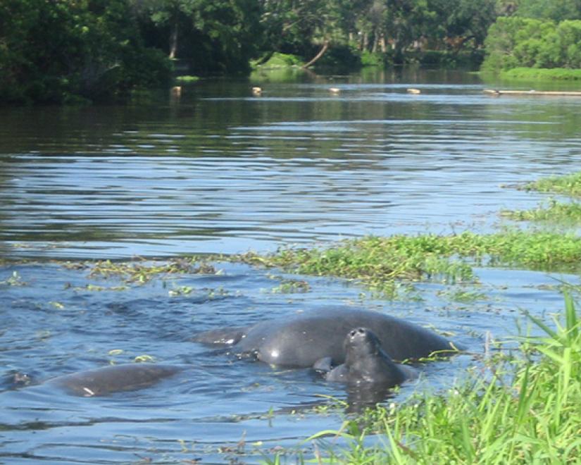 Manatee River