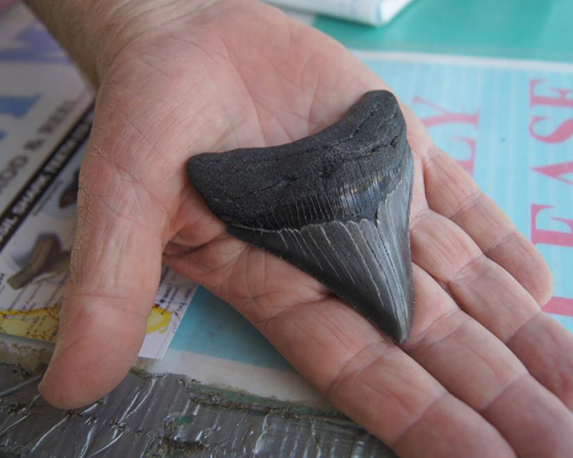 Megalodon shark tooth, Venice, Florida (Photo: Authentic Florida)