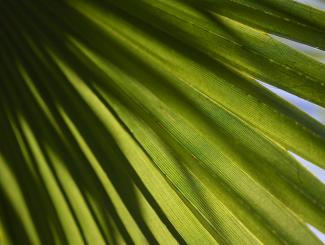 macro image of palm