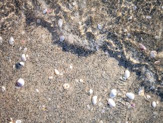 Shells & Sand with Water Ripples