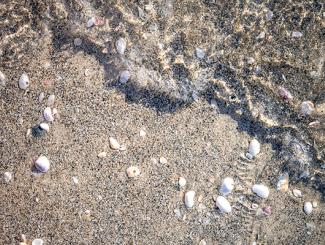 Shells & Sand with Water Ripples