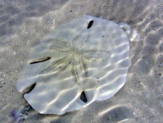 SandDollar__2017Opt.jpg