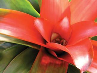 Selby___Bromeliad_MilesArticleOpt_0.jpg