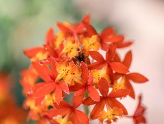 Close-up of orange flower
