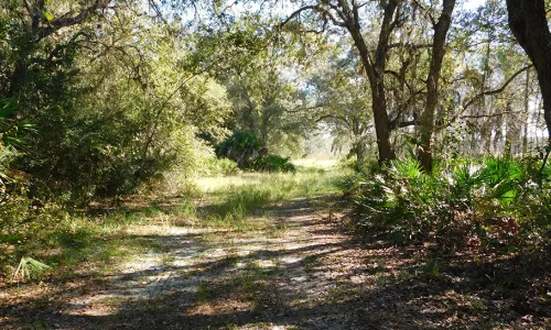 Jelks Preserve. Photo by Beth Luberecki.