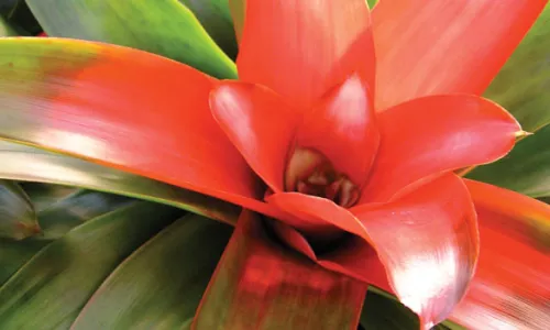 Selby___Bromeliad_MilesArticleOpt_0.jpg