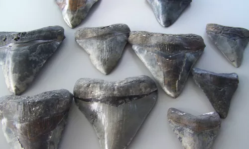 
Sharks' teeth found at Venice Beaches
