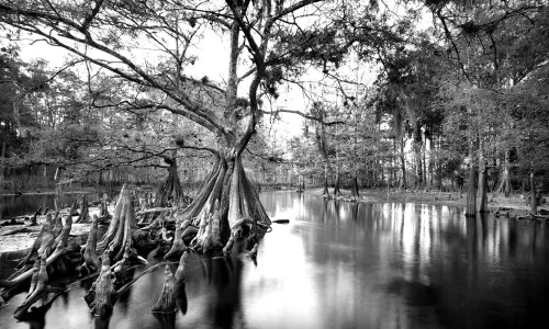 Fisheating Creek (cropped) - Photo by Clyde Butcher 