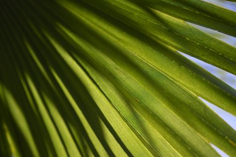 macro image of palm