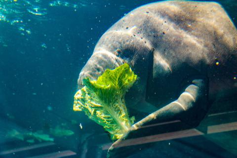 Manatee eating lettuce underwater at Mote Marine