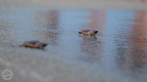 LoggerheadHatchlingRelease_20170618_012W__OPT.jpg