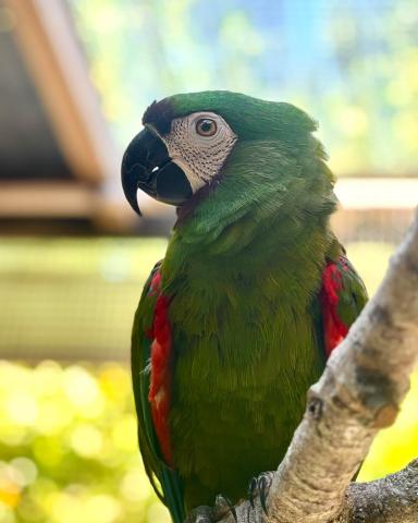 save our seabirds parrot