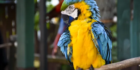 Sarasota Jungle Gardens