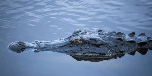 
Myakka River State Park
