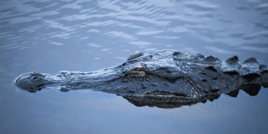 
Myakka River State Park
